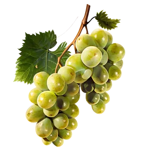 Grape Branch Png Ols PNG image