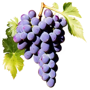 Grape Bunch Silhouette PNG Yud