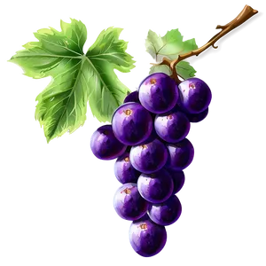 Grape Drawing Png Rhl PNG image