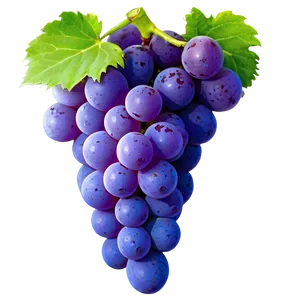 Grape Icon PNG Gaq