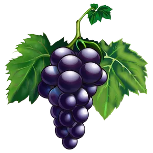 Grape Illustration PNG Esi82