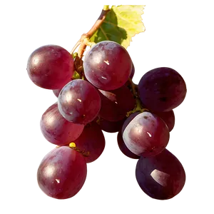 Grape In Sunlight Png 28 PNG image