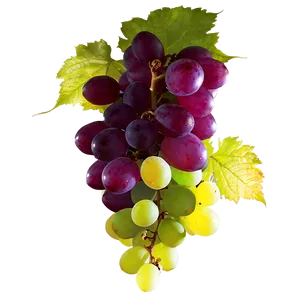 Grape In Sunlight PNG Guy PNG