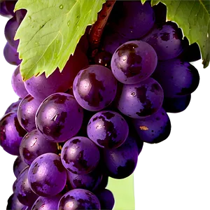 Grape Logo PNG 05212024