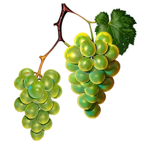 Grape On Vine PNG 06292024