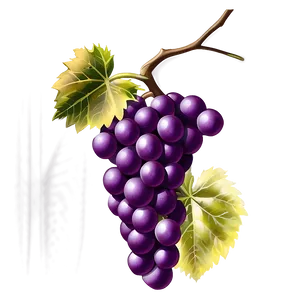 Grape On Vine PNG 06292024