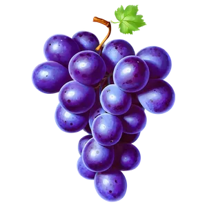 Grape Outline PNG 05212024