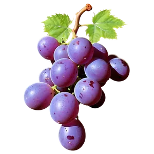 Grape Outline PNG Ber PNG