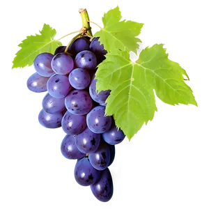 Grape Texture PNG Hay58