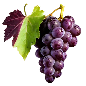 Grape Texture Showcase PNG Gbc90 PNG