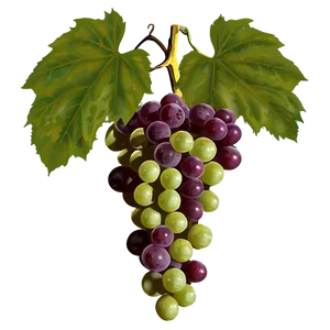 Grape Vine PNG Wtb11