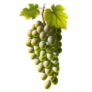 Grape Vineyard Png 05212024 PNG image