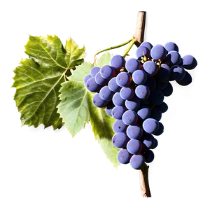 Grape Vineyard PNG Bvq63