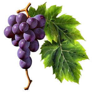 Grape With Leaf Png Ufm PNG image