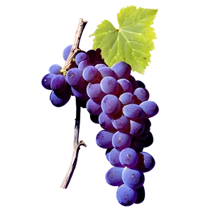 Grape With Shadow PNG Hxr PNG