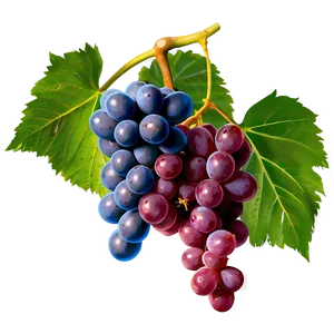 Grapes And Leaves PNG 05242024 PNG