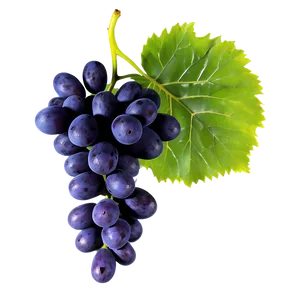 Grapes And Leaves PNG 78 PNG
