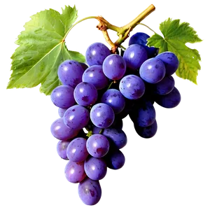 Grapes Branch PNG 59