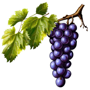 Grapes Branch PNG Nnq