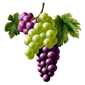Grapes Bundle PNG 05242024 PNG