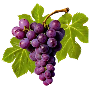 Grapes Cluster PNG 05242024