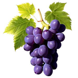 Grapes Frame PNG Qex15 PNG