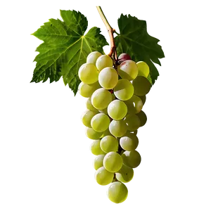 Grapes Graphic PNG 30 PNG