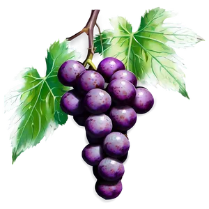 Grapes Graphic PNG Ljk74 PNG