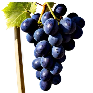 Grapes Harvest PNG 05242024 PNG
