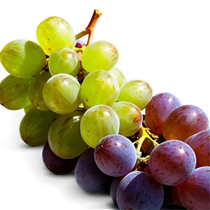 Grapes Harvest PNG 05242024 PNG