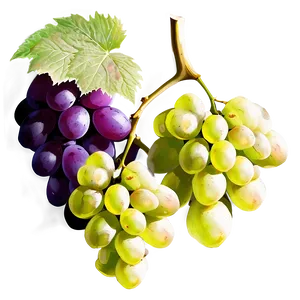 Grapes Logo PNG 05242024 PNG