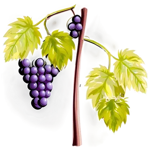 Grapes On Vine PNG 05212024 PNG
