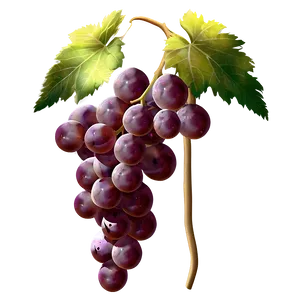 Grapes On Vine PNG 05242024 PNG