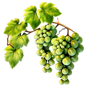 Grapes On Vine PNG 28 PNG