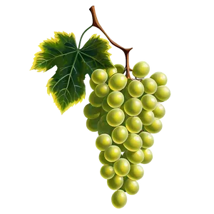 Grapes On Vine PNG Ycm55 PNG