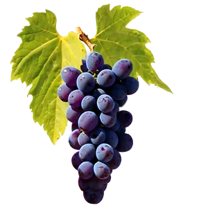 Grapes Outline PNG 05242024