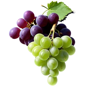 Grapes Outline PNG 05242024