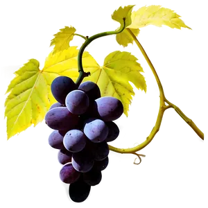 Grapes Silhouette PNG 28