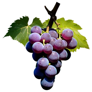Grapes Silhouette PNG Rcp97