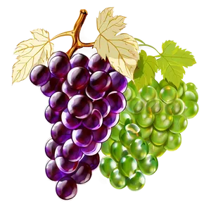 Grapes Sketch PNG 41