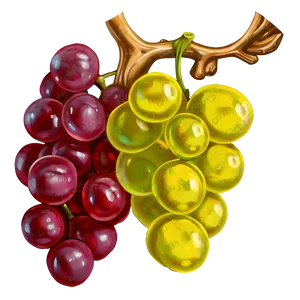 Grapes Sketch PNG 89