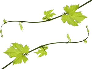 Grapevine Leaves Transparent Background
