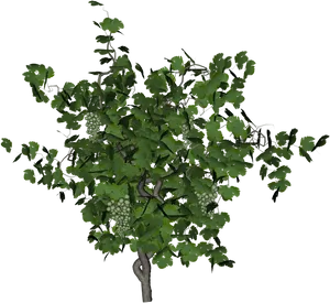 Grapevinewith Unripe Grapes PNG image