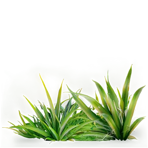 Grass A