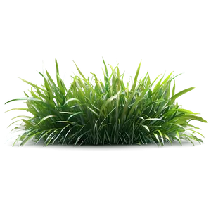 Grass B PNG image