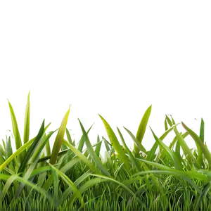 Grass C PNG image