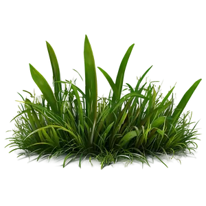Grass D