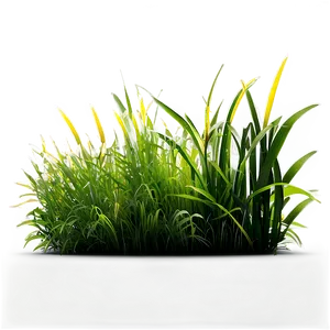 Grass D PNG image