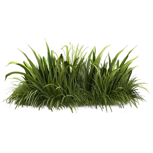 Grass Field Clipart PNG 06272024