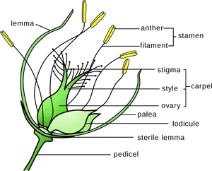 Grass Flower Anatomy Diagram PNG image